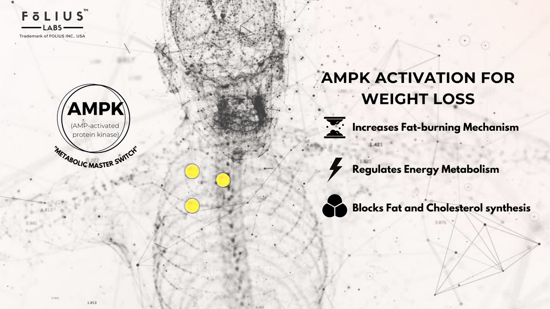 Berberine for obesity folius labs