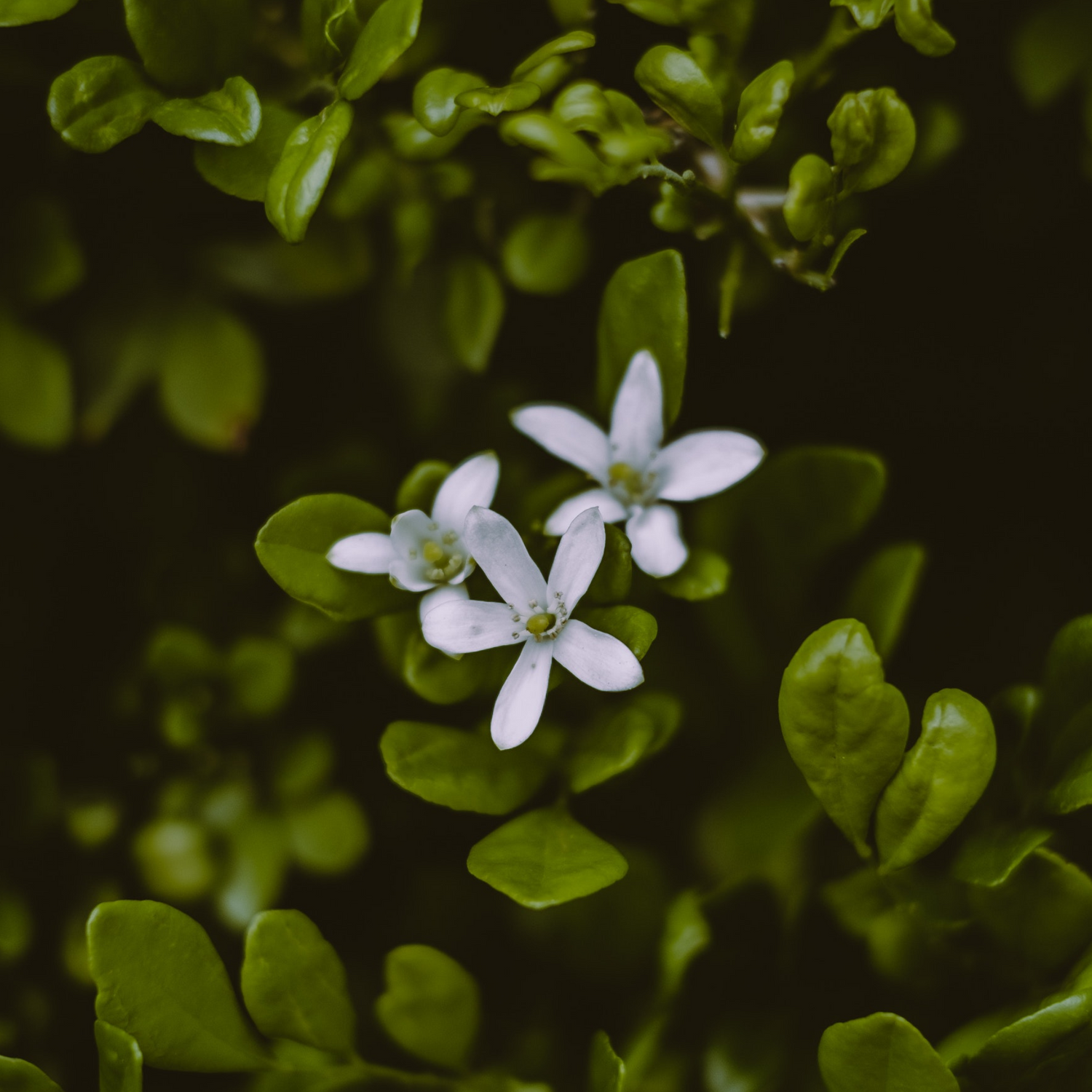 bacopa 40% natural ingredients
