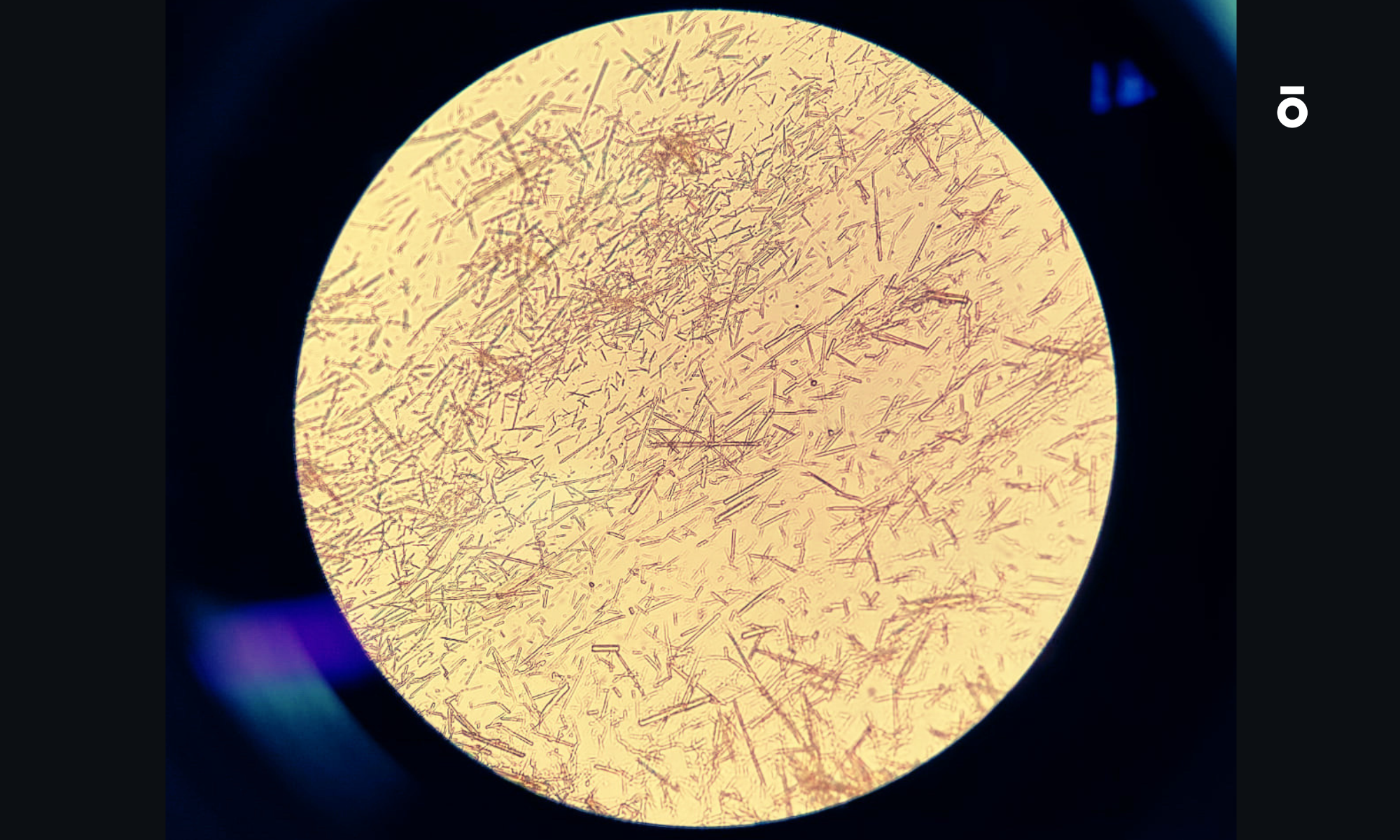 Berberine Microscopic Image