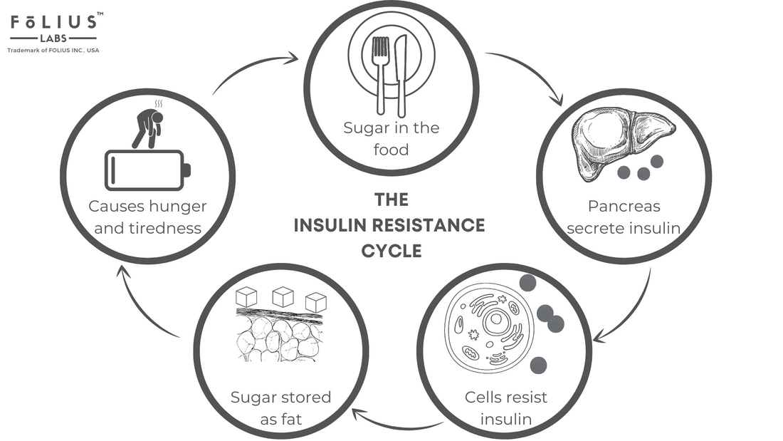 Insulin resistance cycle folius labs 