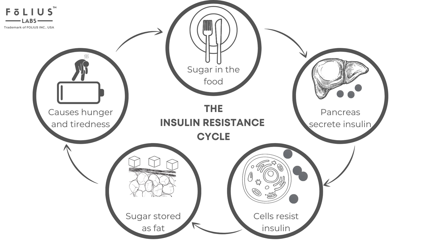 What is insulin resistance? FōLIUS LABS®