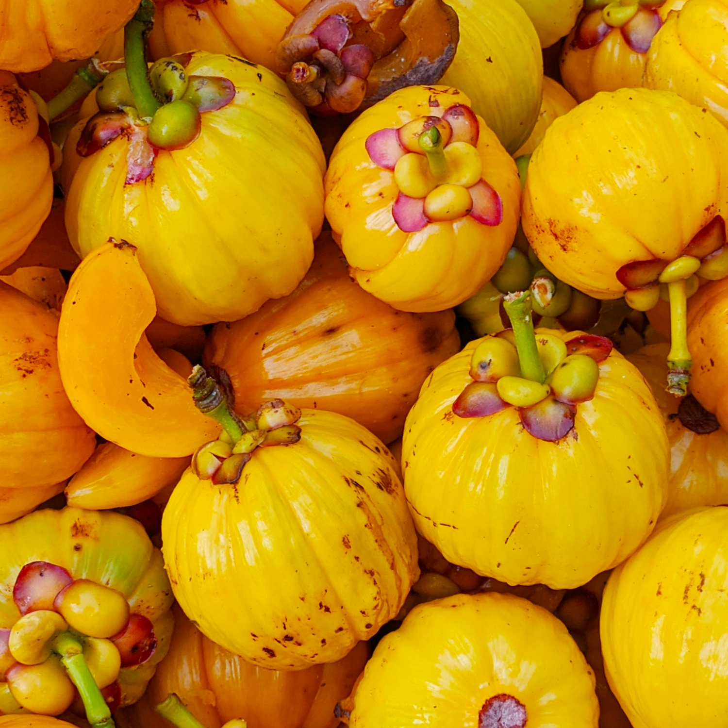 garcinia fruits