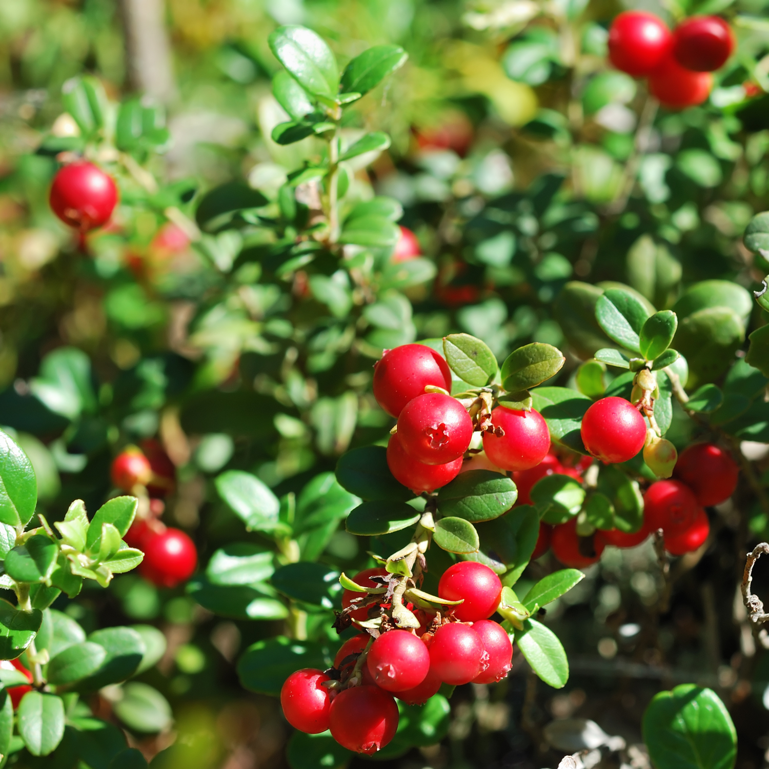 Cranberry Ingredient 