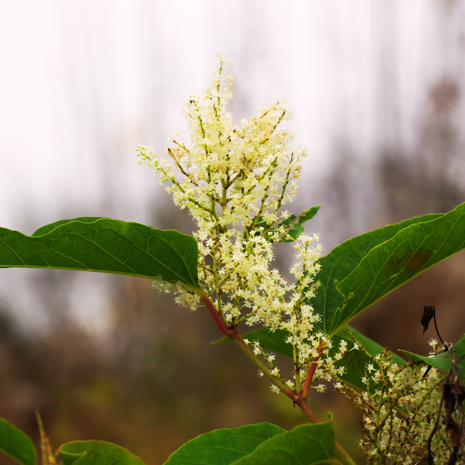 Japanese Knotweed Resveratrol