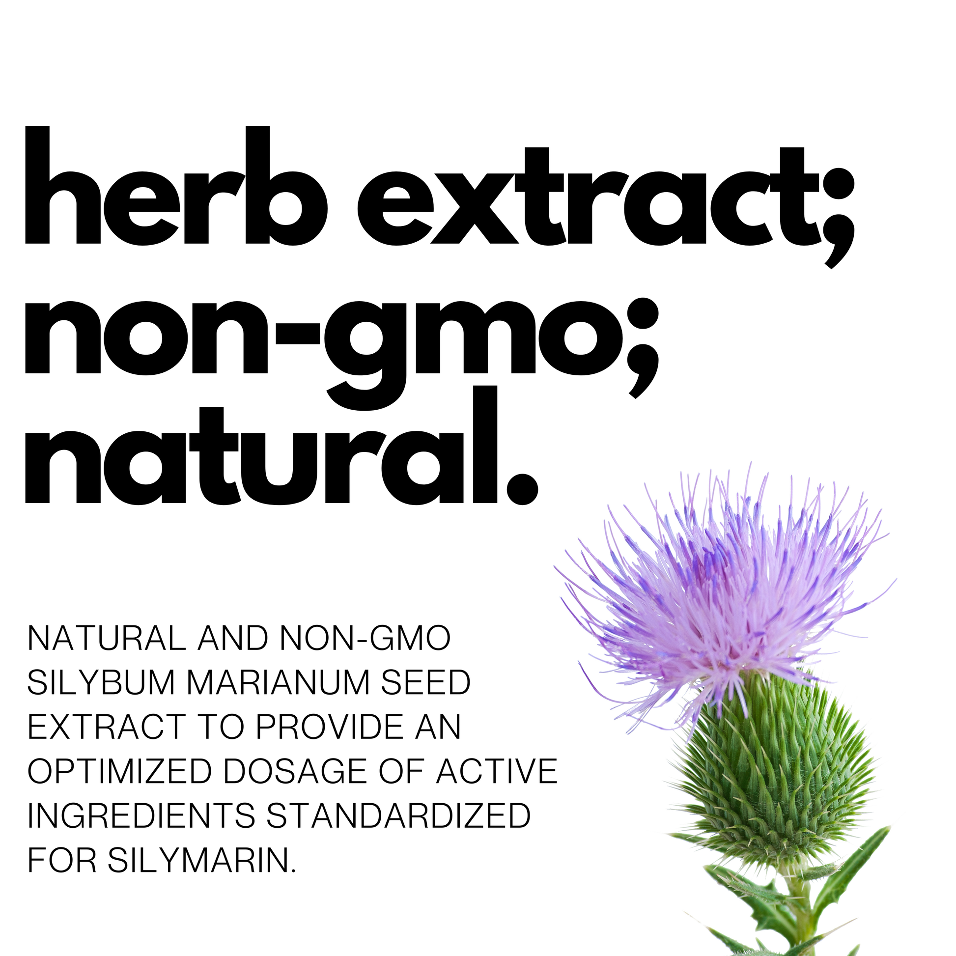 Milk Thistle 80% Ingredient