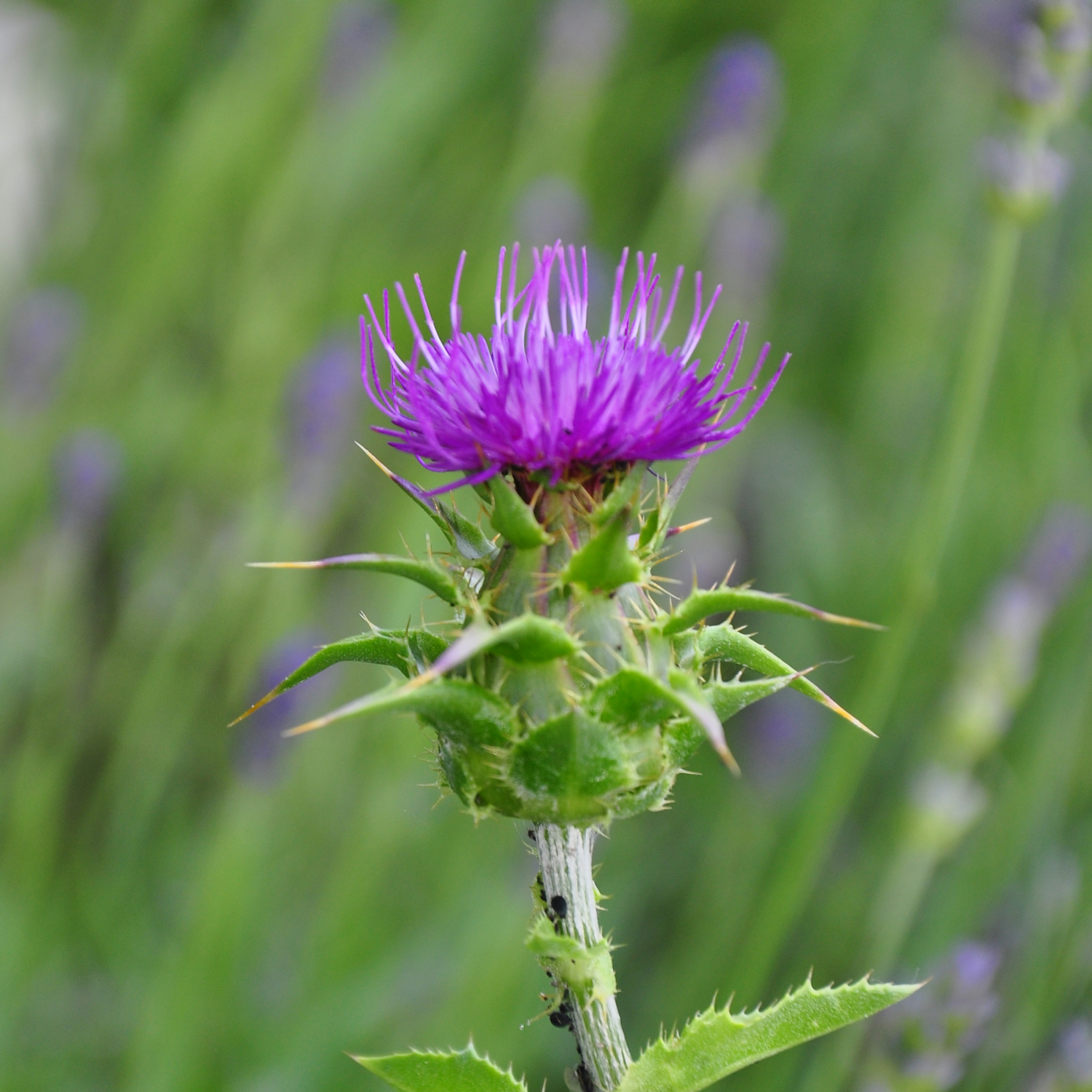 Milk Thistle 80% Plant