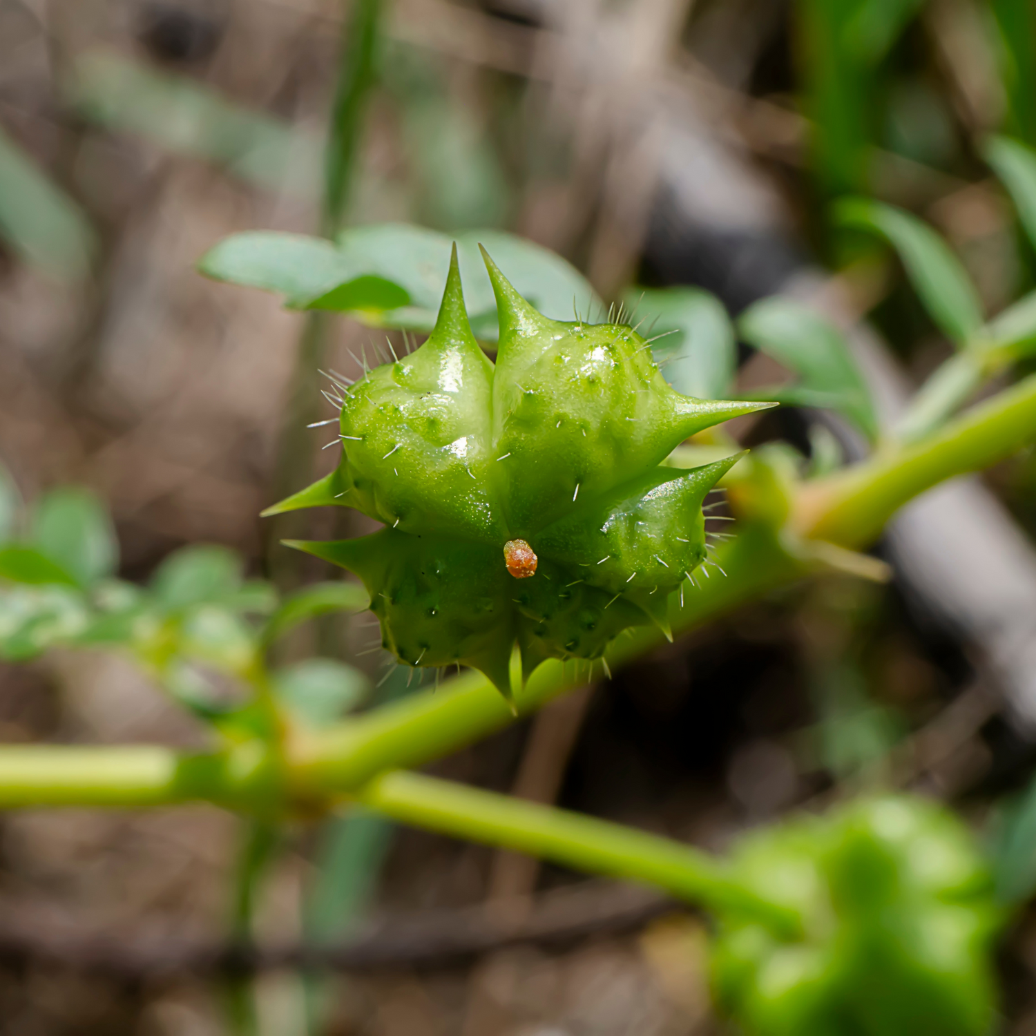 Tribulus